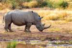 White rhinoceros Pilanesberg national park (2) 