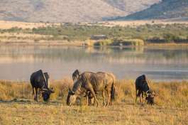 Wildebeest Pilanesberg national park (2) 