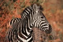 Zebra Pilanesberg national park 
