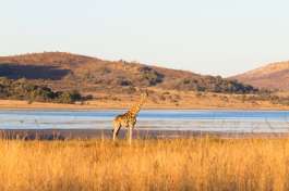 Giraffe Pilanesberg national park 