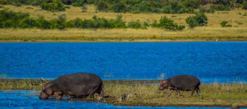 Hippos Pilanesberg national park