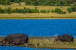 Hippos Pilanesberg national park