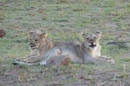 Lion cubs Pilanesberg 