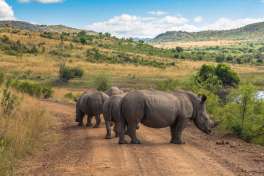 Rhinoceros Pilanesberg national park (2) 