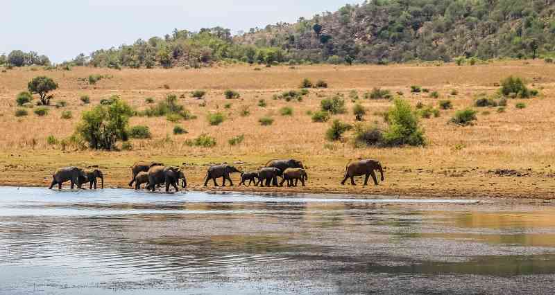 Elephants pilanesberg national park (3)