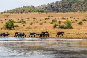 Elephants pilanesberg national park (3)