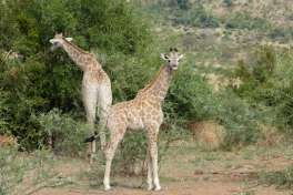 Giraffes pilanesberg 