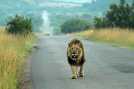 Lion pilanesberg national park  