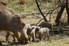 Warthogs pilanesberg 