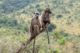 Baboons in Tree Pilanesberg 