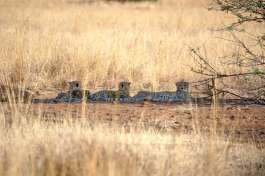 Cheetahs pilanesberg national park 