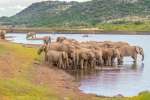 Elephants pilanesberg national park 