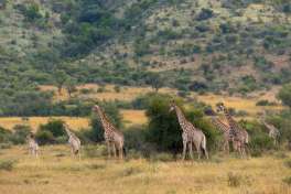 Giraffes Pilanesberg 