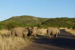 Rhinos Pilanesberg 