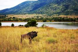 Wildebeest Pilanesberg national park 