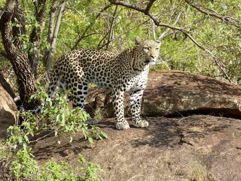 Leopard Pilanesberg