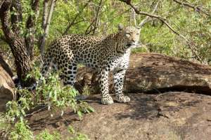 Leopard Pilanesberg
