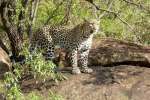 Leopard Pilanesberg 