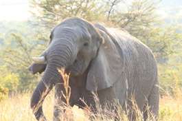 Pilanesberg Elephant 