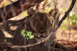 Lioness - Lake Kariba 