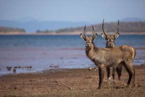 Waterbuck Lake Kariba
