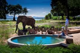 Elephant at Nyamatusi 
