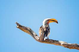 Yellow billed Hornbill Lake Kariba 