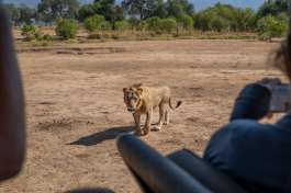 Mana Pools Game drive and Lion 