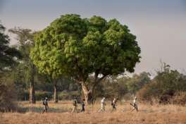 Bushwalk Mana Pools 