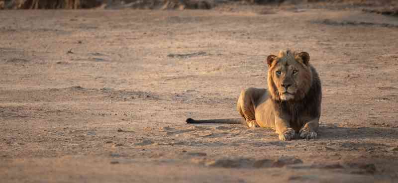 Mana Pools Lion