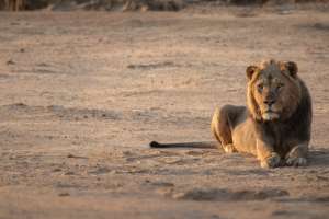 Lion at Mana Pools  by alistair_daynes