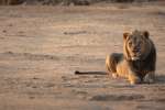 Mana Pools Lion  by alistair_daynes