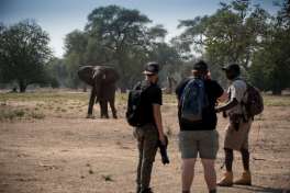 Mana Pools Bush walk 