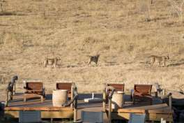Lions at Camp Somalisa expeditions 09 