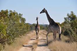 Giraffe in Hwange National Park 