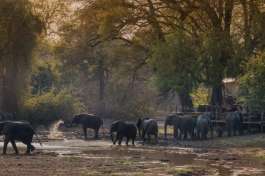Kanga elephants at Mana Pools 