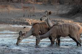 Kudu at Mana Pools  by alistair daynes