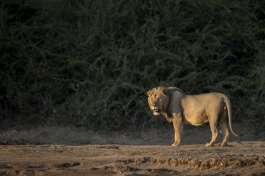 Lion at Mana Pools  by alistair daynes