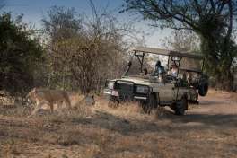 Game drive vehicle with lions 