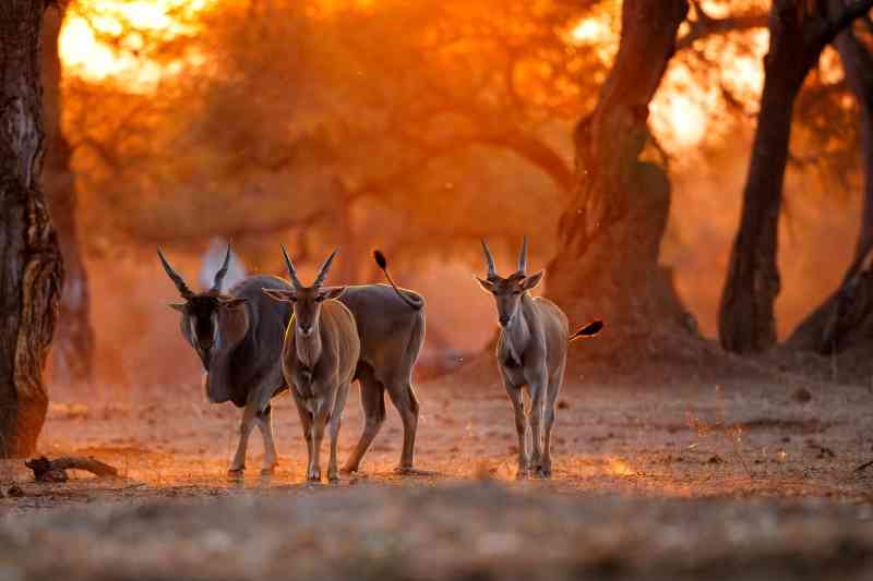 Eland Mana pools Zimbabwe