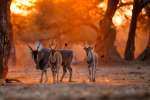 Eland Mana pools Zimbabwe
