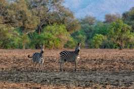Zebras at Mana Pools, Zimbabwe 