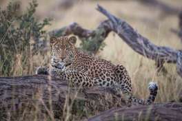 Leopard in Khwai 
