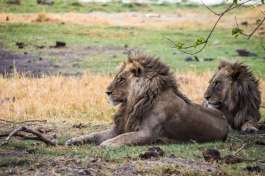 Linyanti Lions 