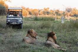 Khwai Game drive with Lions  by anthonyvanstratum