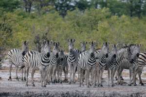 Linyanti Zebra