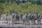 Linyanti Zebra