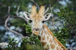 Giraffe in Linyanti 