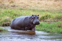 Hippo at Khwai Tented Camp  by emma perrin