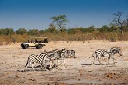 Linyanti game drive with zebras 
